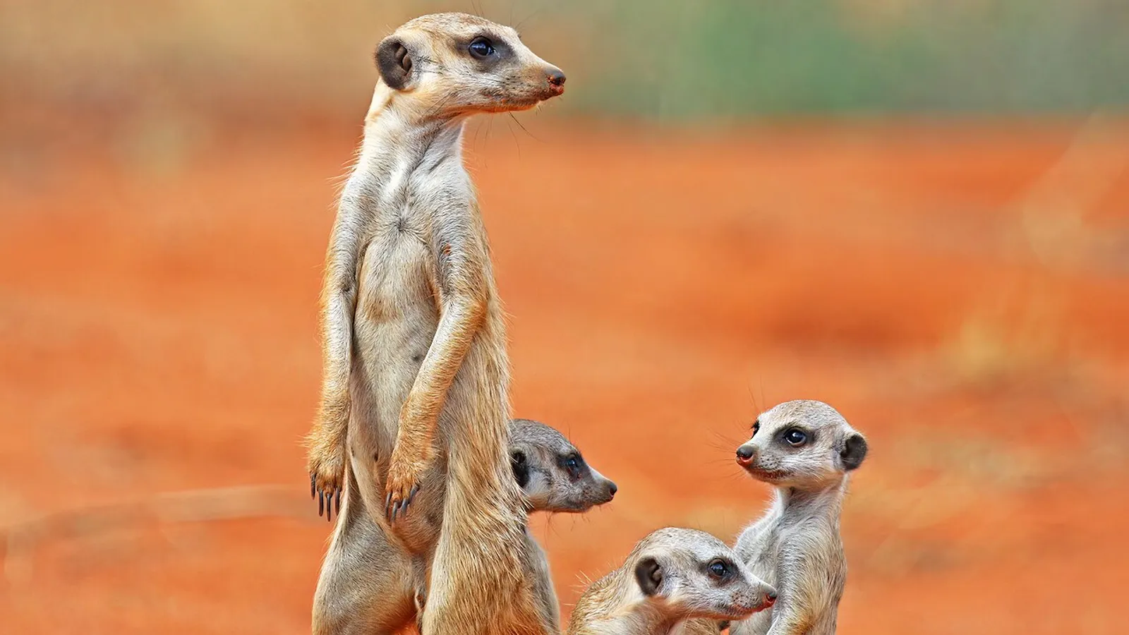 Suricato (Suricata suricatta)