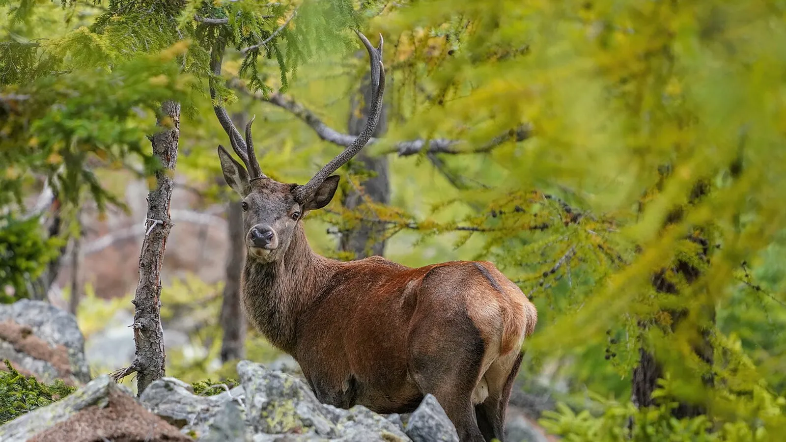 Red deer (Cervus elaphus)