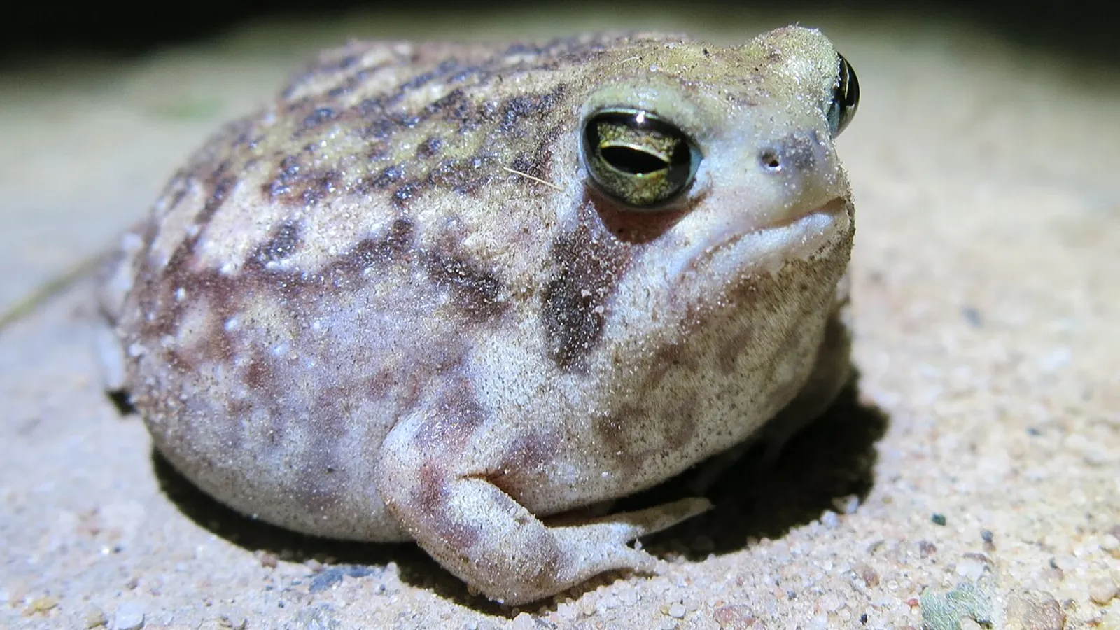 Rana della pioggia del deserto (Breviceps macrops)