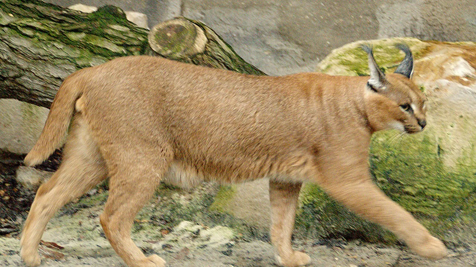 Caracal (Caracal caracal)