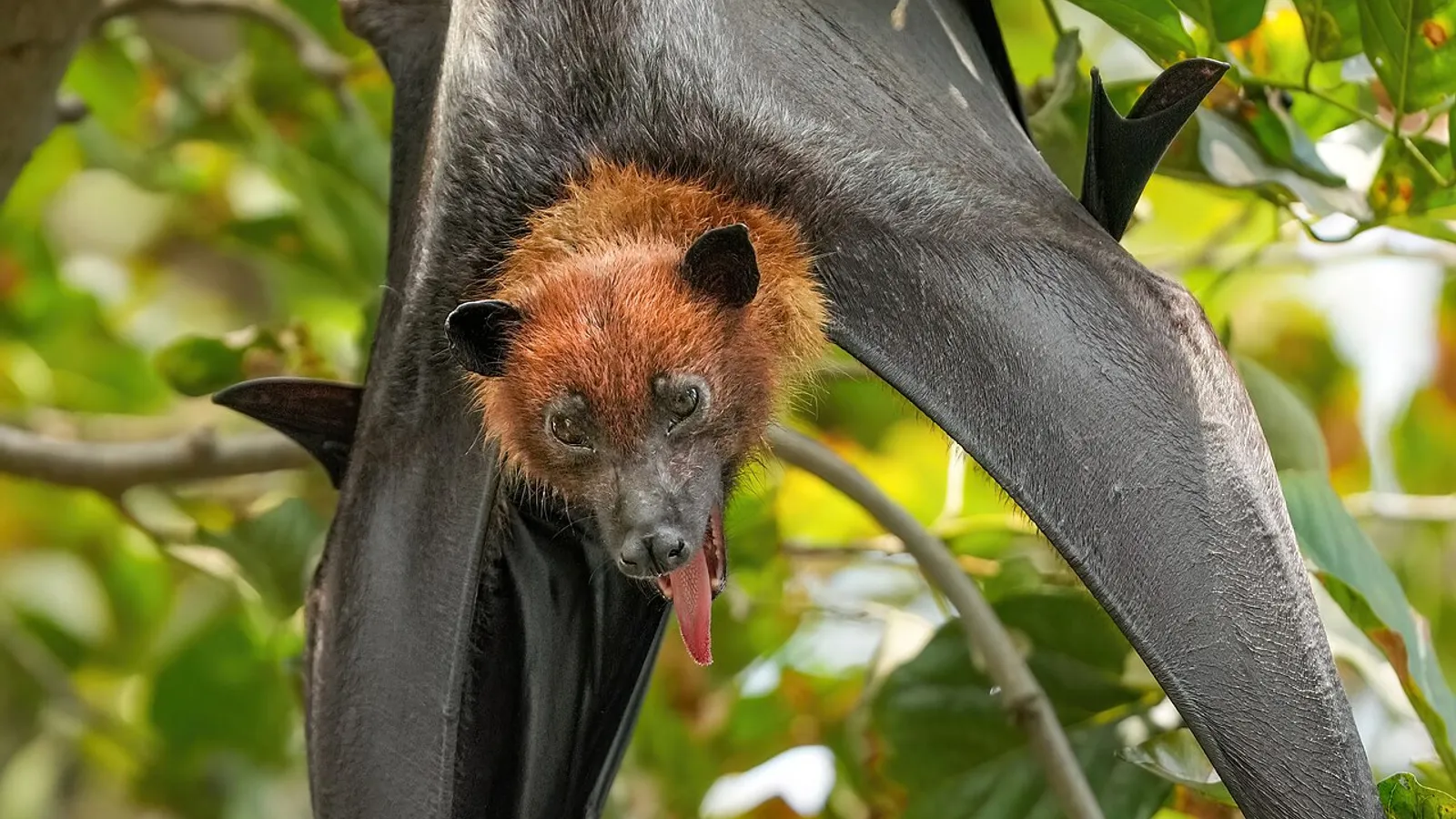 Pipistrello volpe volante indiana (Pteropus medius)