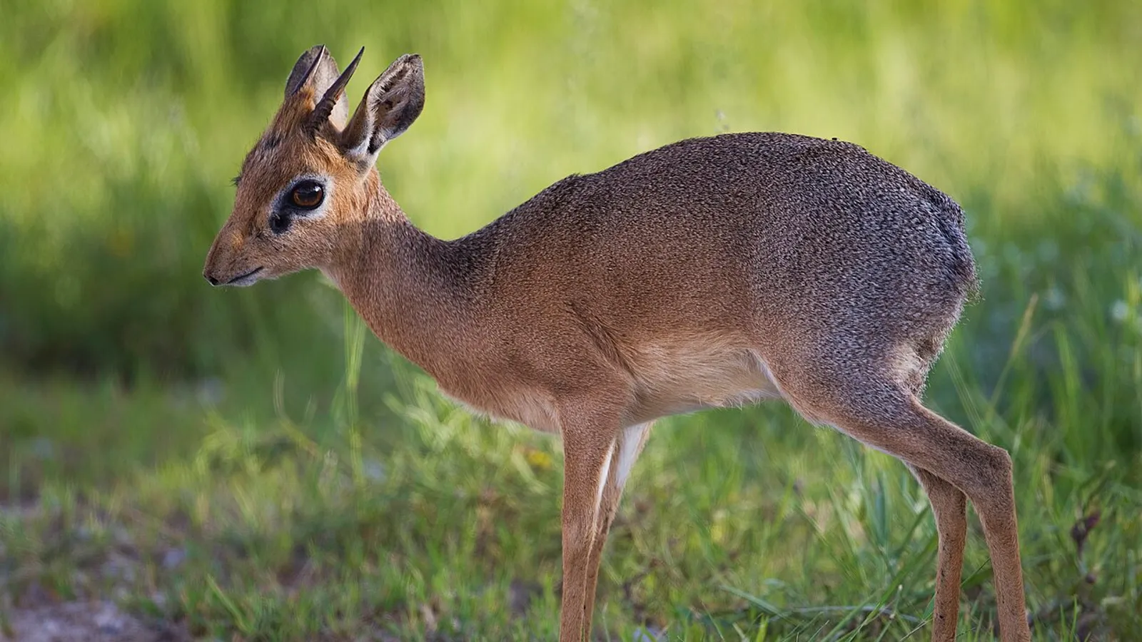 Dikdik di Kirk (Madoqua kirkii)