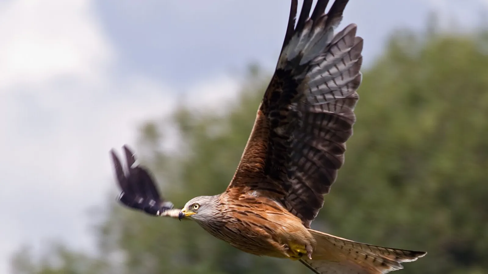 Red kite (Milvus milvus)