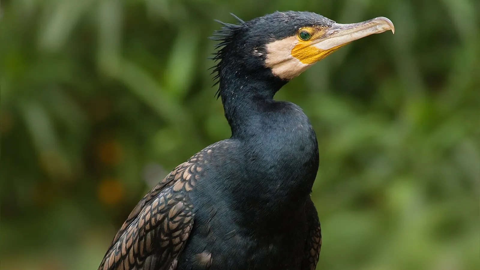 Cormorano (Phalacrocorax carbo)