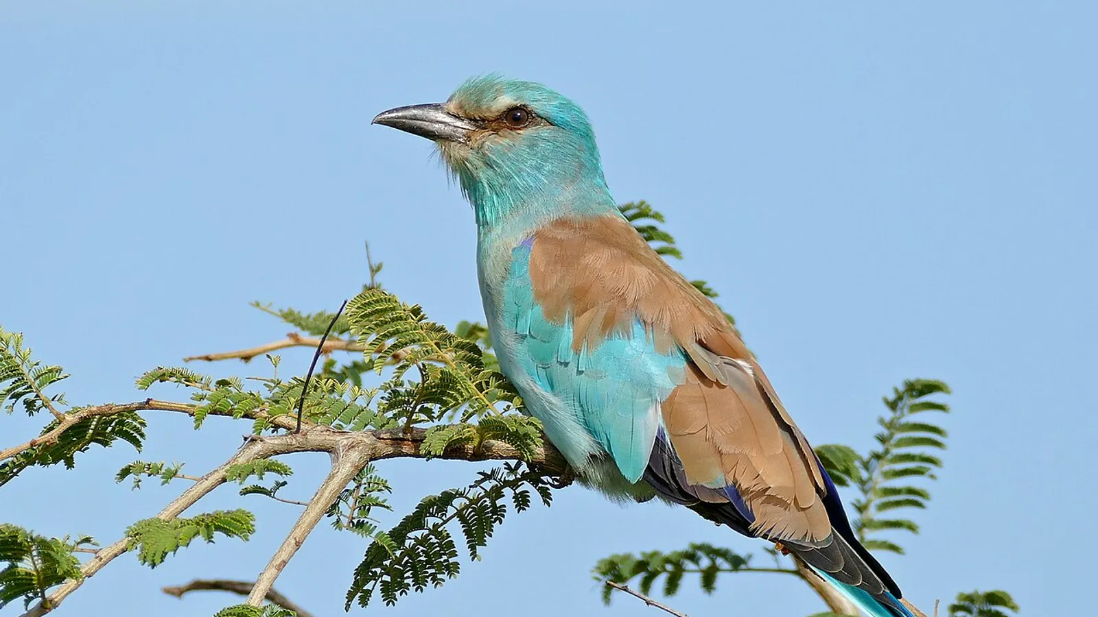 Ghiandaia marina (Coracias garrulus)