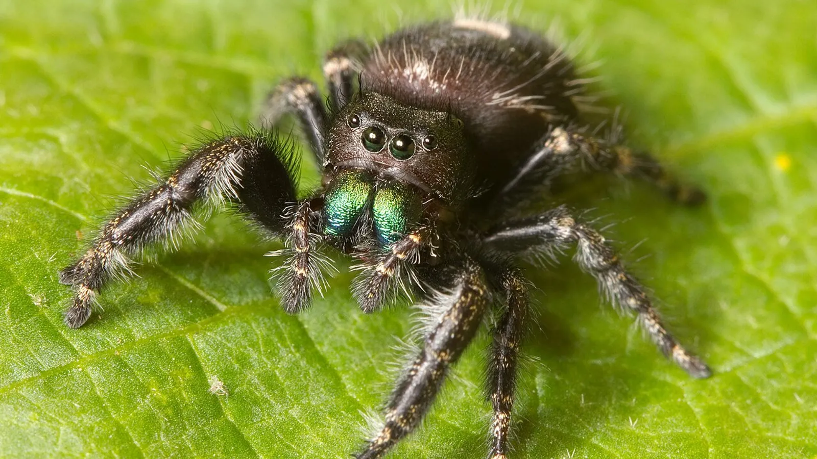 Ragno saltatore audace (Phidippus audax)