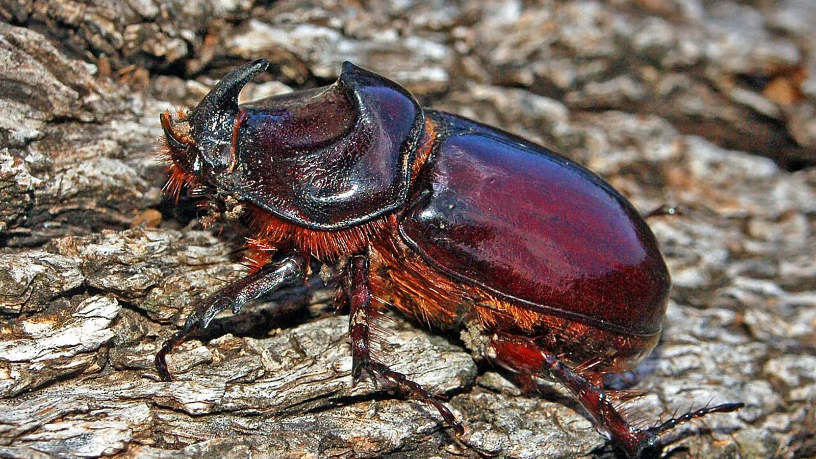European rhinoceros beetle (Oryctes nasicornis)