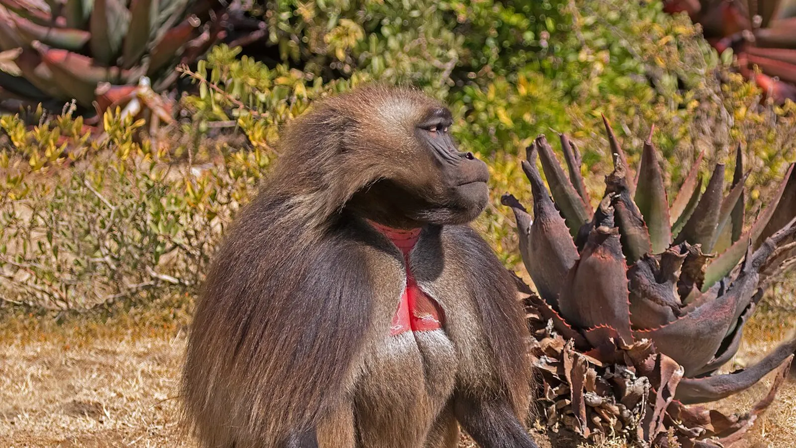 Gelada (Theropithecus gelada)