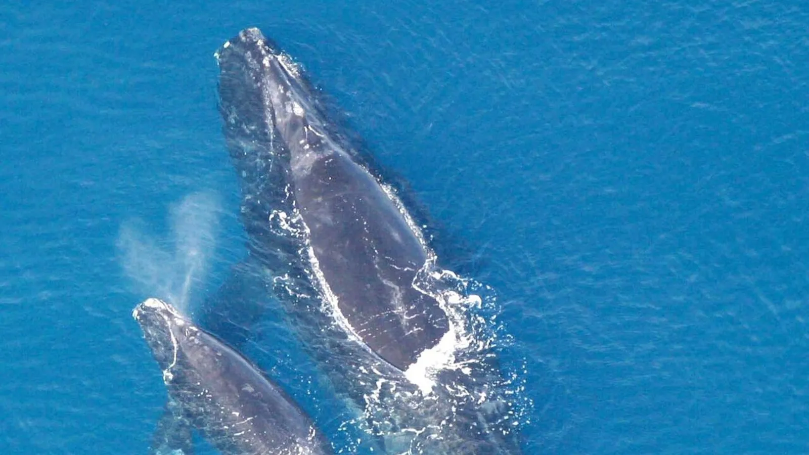 Balena franca nordatlantica (Eubalaena glacialis)