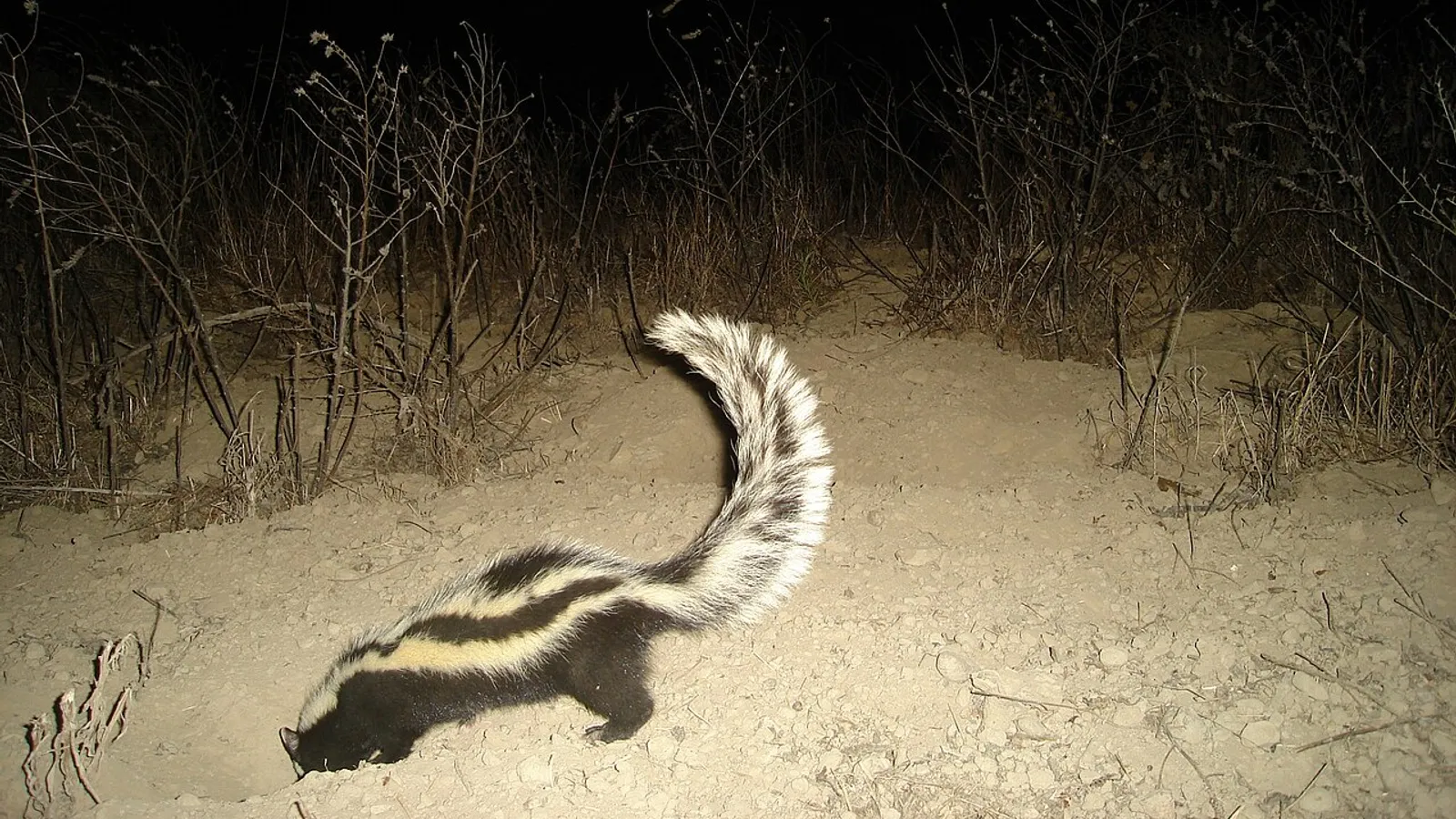 Zorilla (Ictonyx striatus)