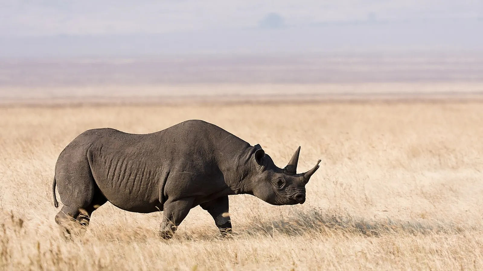 Black rhinoceros (Diceros bicornis)