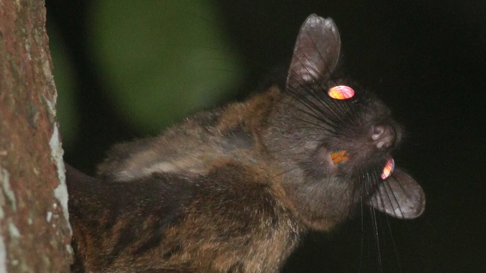 Scoiattolo volante squamoso (Anomalurus derbianus)