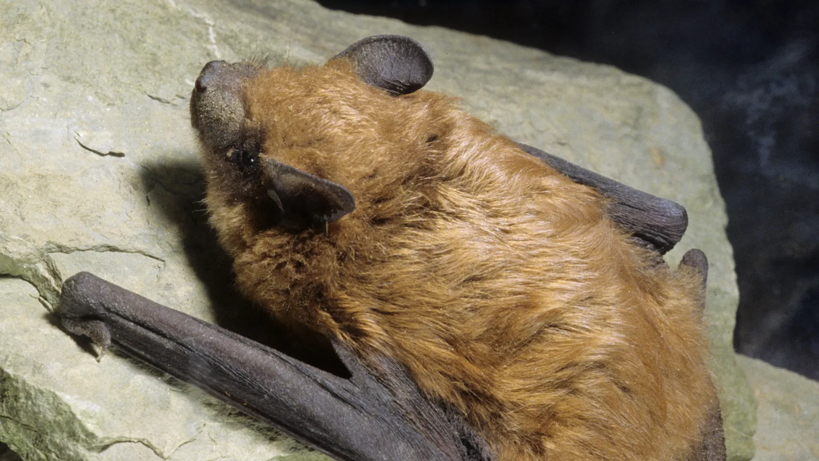 Big brown bat (Eptesicus fuscus)