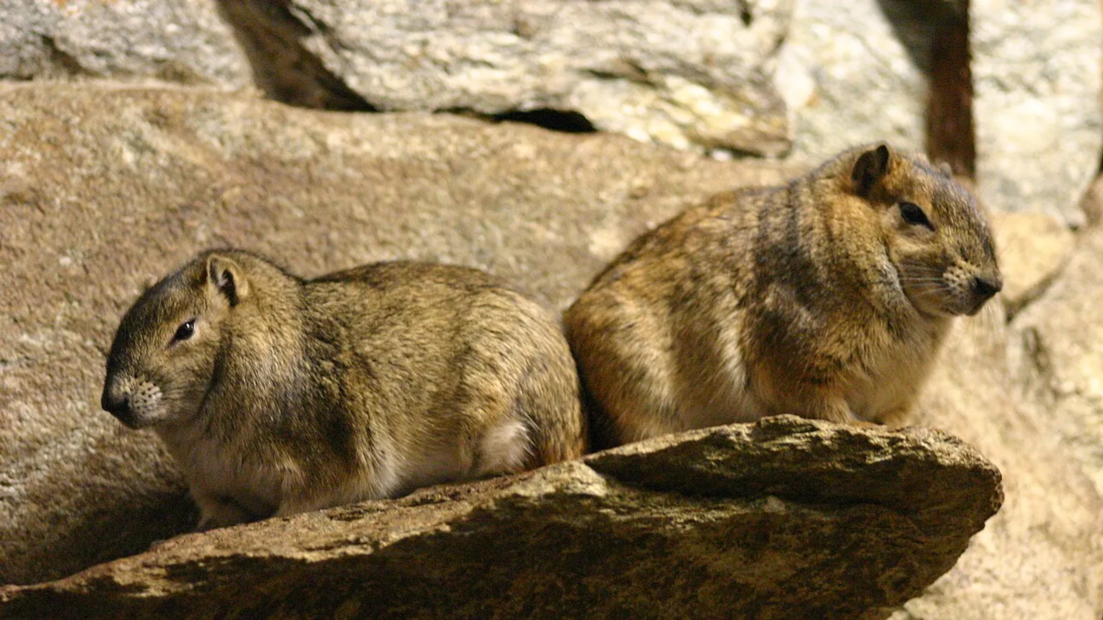 Cavia delle rocce (Kerodon rupestris)