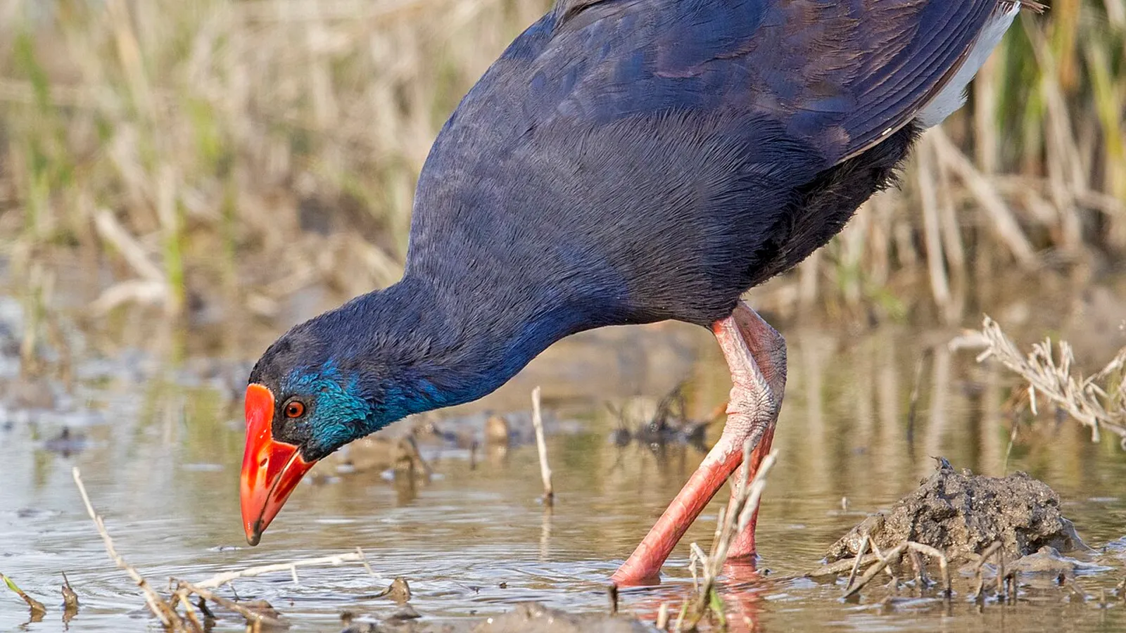 Pollo sultano (Porphyrio porphyrio)
