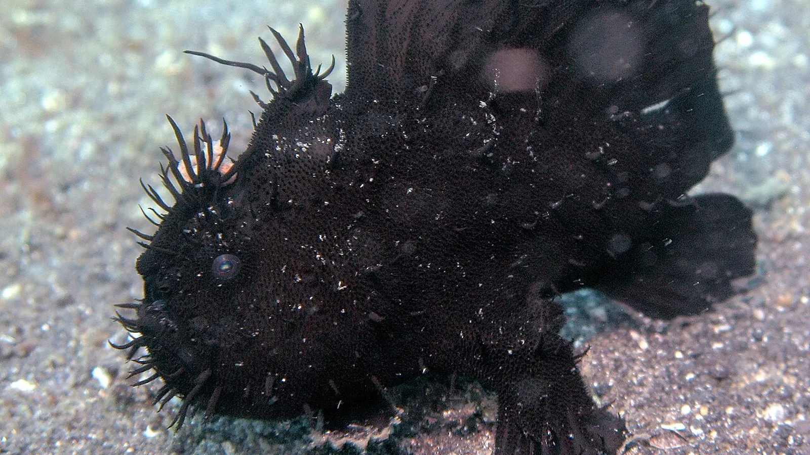 Striated frogfish (Antennarius striatus)