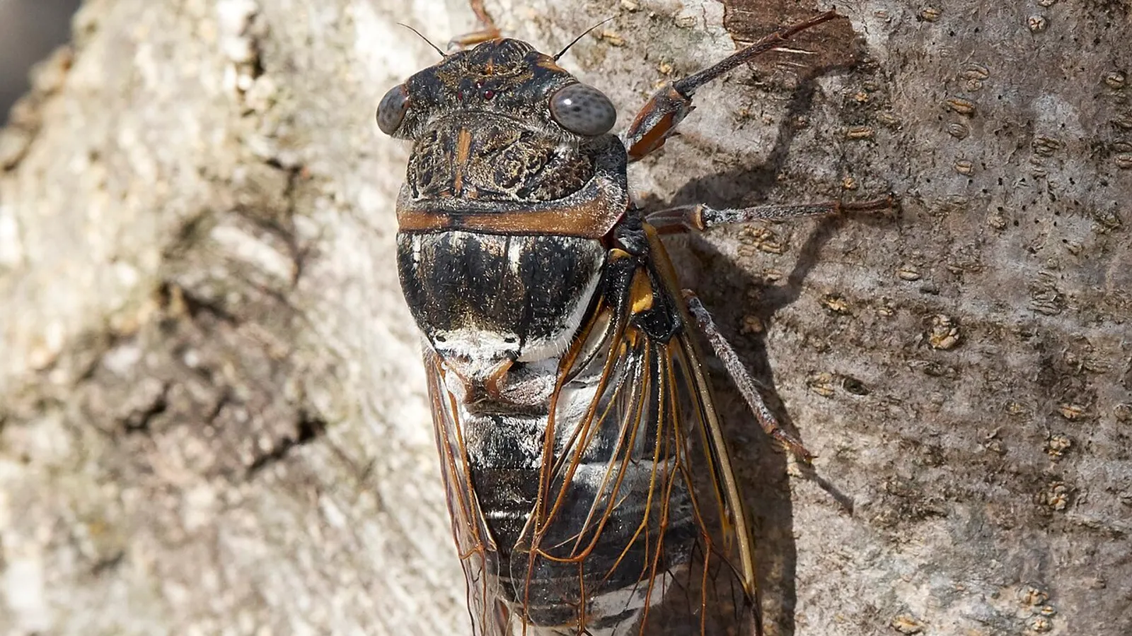 Cicala (Cicada orni)
