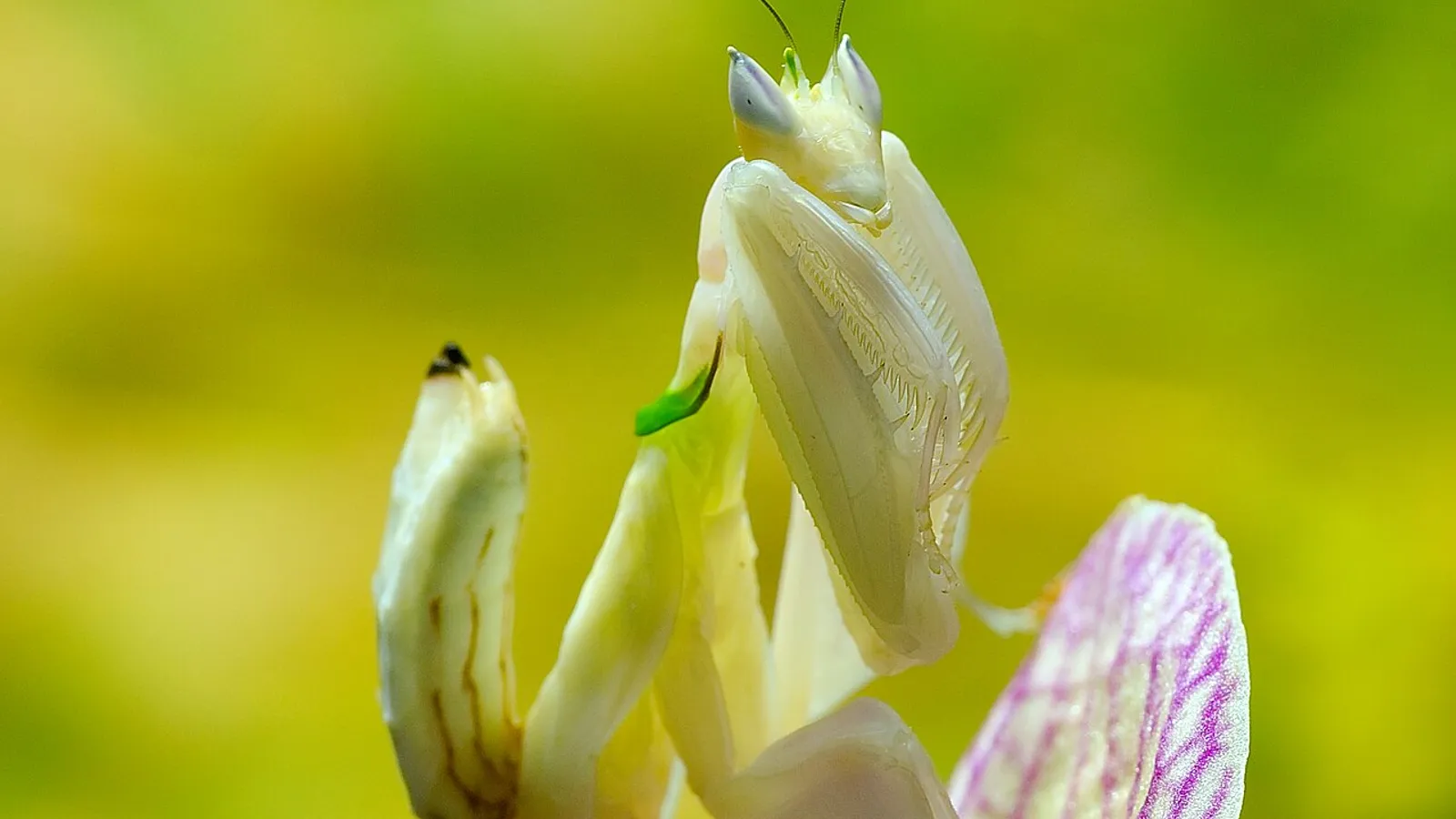 Mantide orchidea (Hymenopus coronatus)