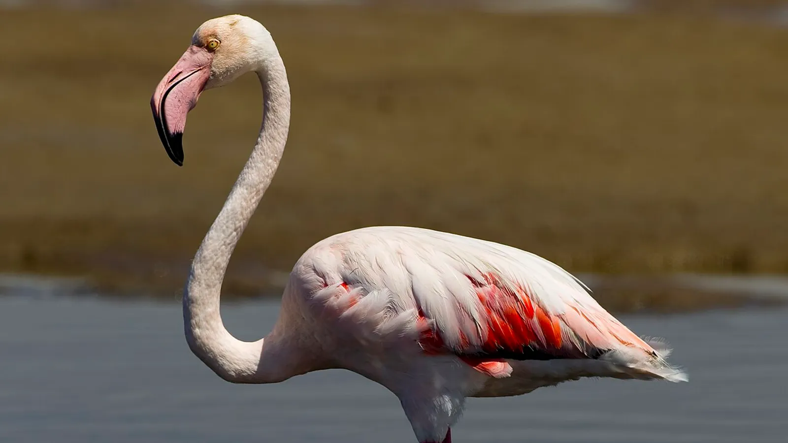 Fenicottero rosa (Phoenicopterus roseus)