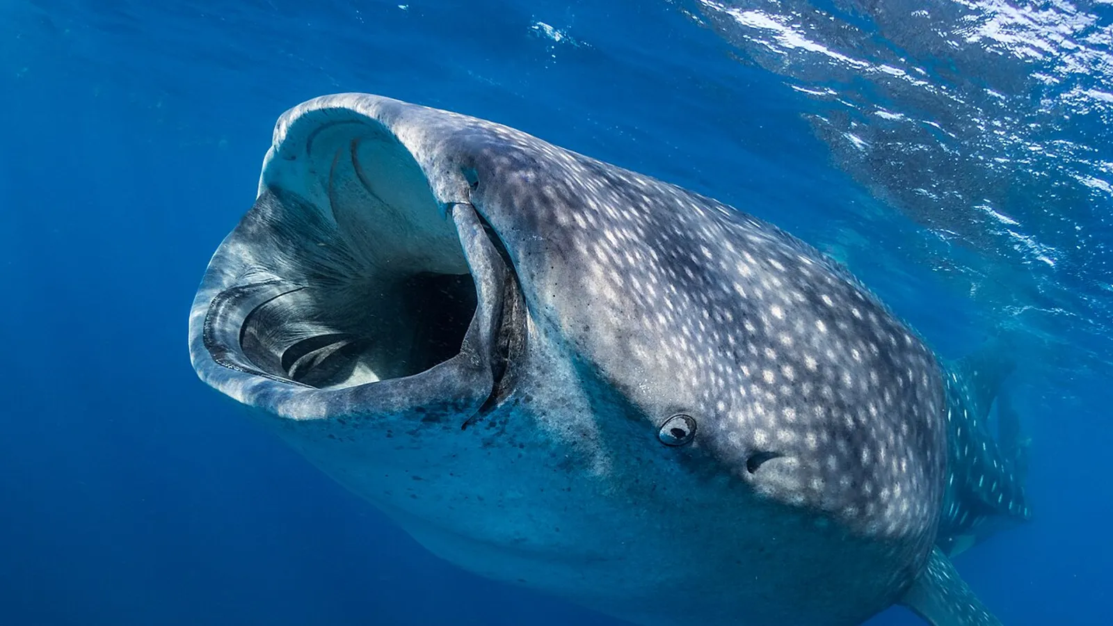 Squalo balena (Rhincodon typus)