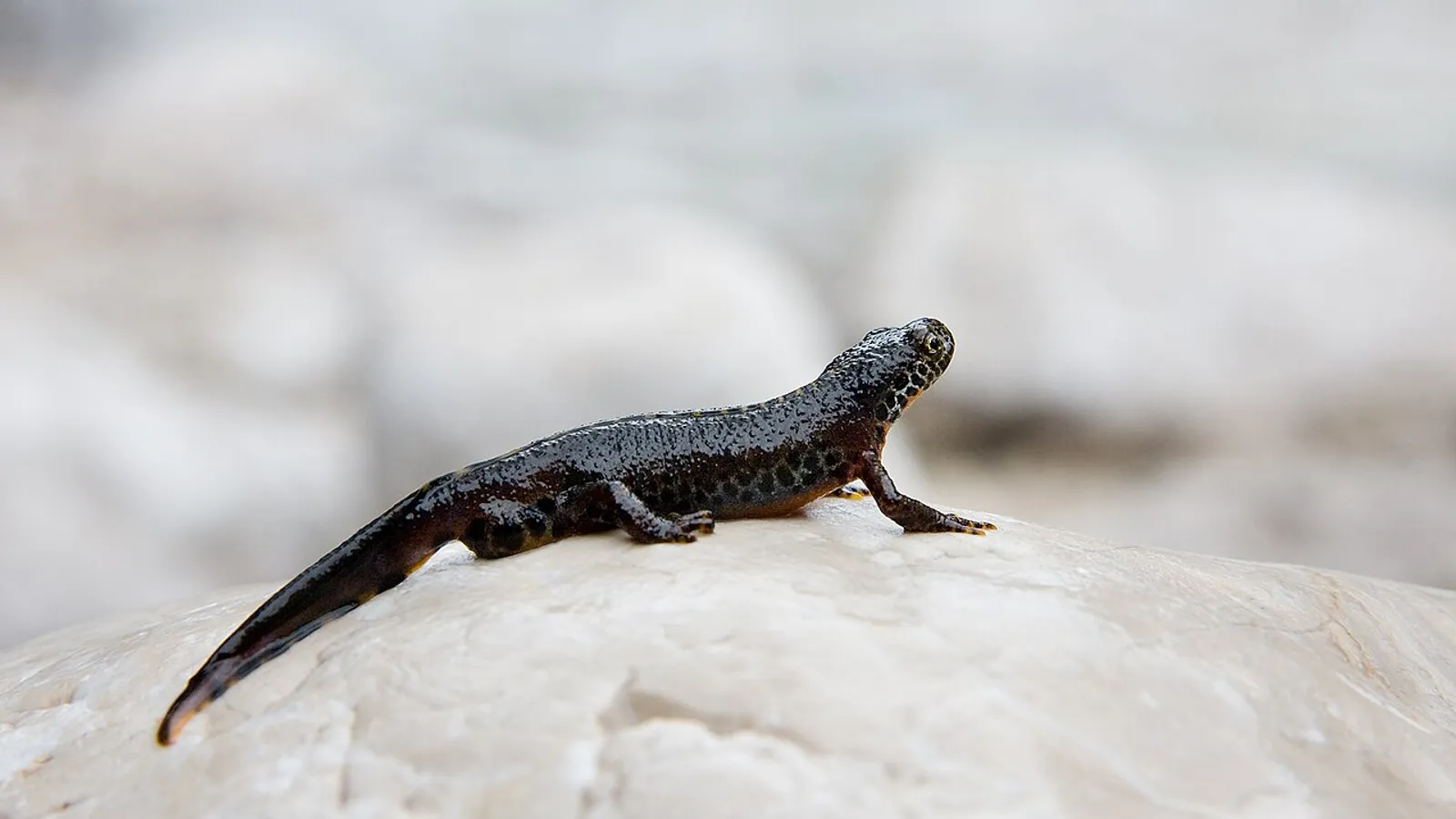 Alpine newt (Ichthyosaura alpestris)