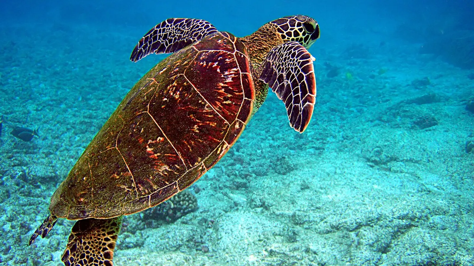 Tartaruga verde (Chelonia mydas)