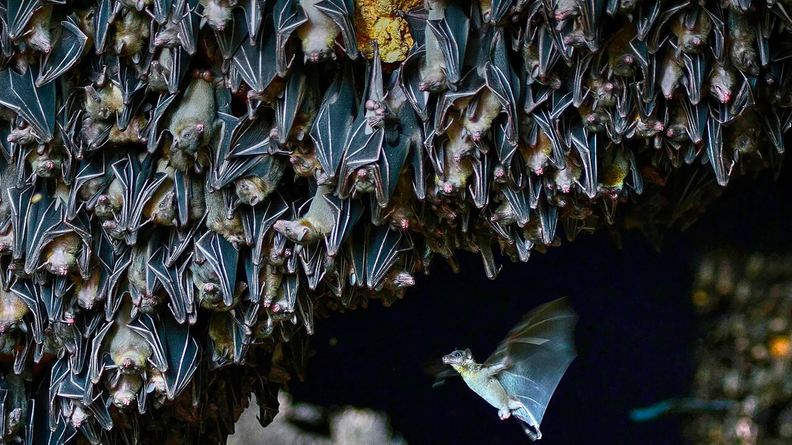 Geoffroy's rousette (Rousettus amplexicaudatus)