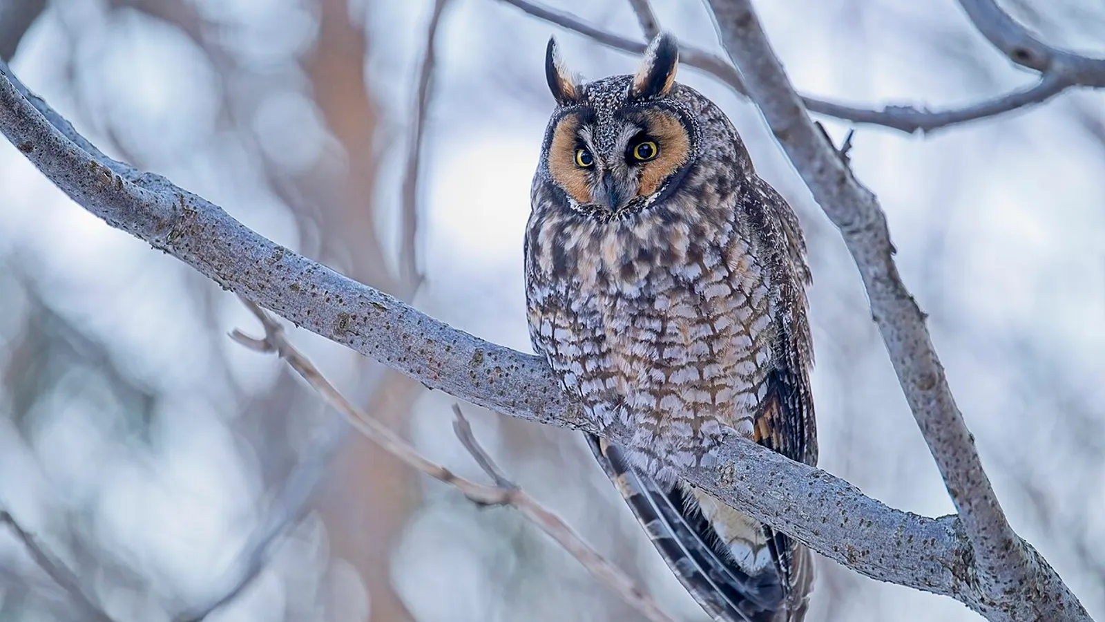 Gufo comune (Asio otus)