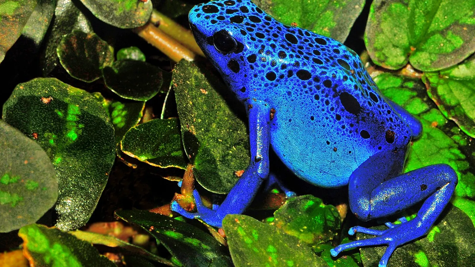 Rana freccia tintoria (Dendrobates tinctorius)