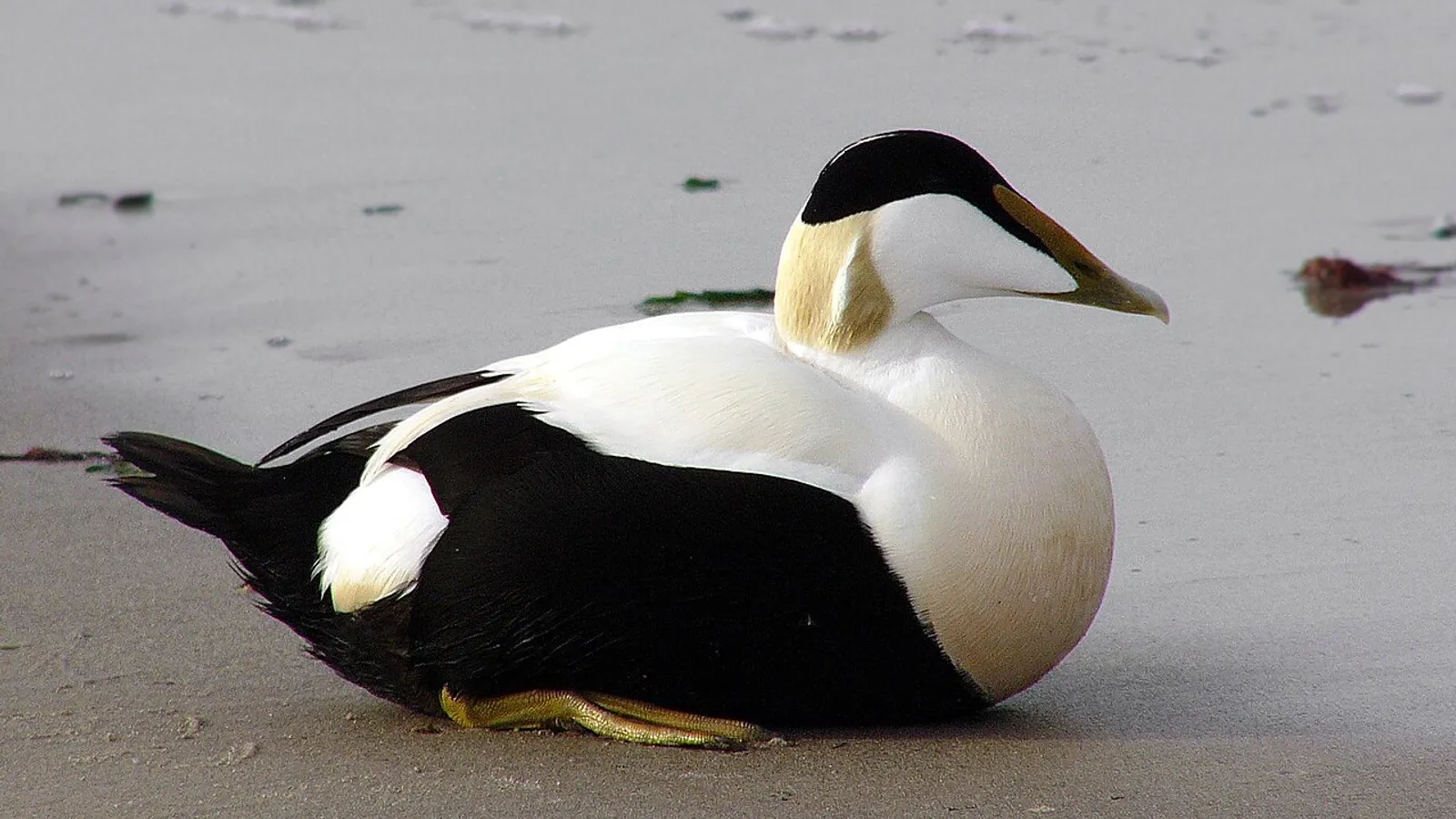 Common eider (Somateria mollissima)