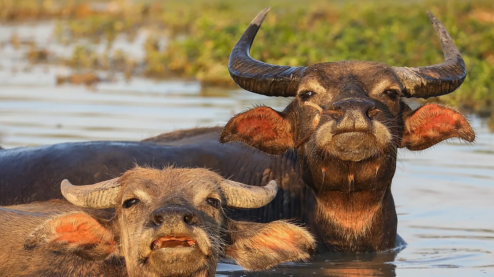 Bufalo d’acqua (Bubalus bubalis)