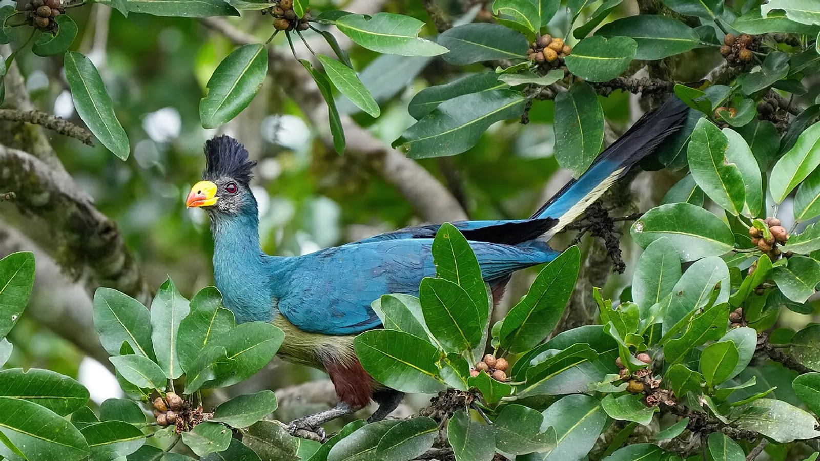 Turaco gigante (Corythaeola cristata)
