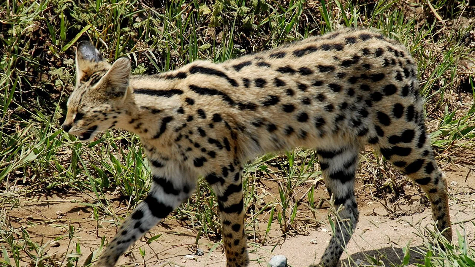 Serval (Leptailurus serval)