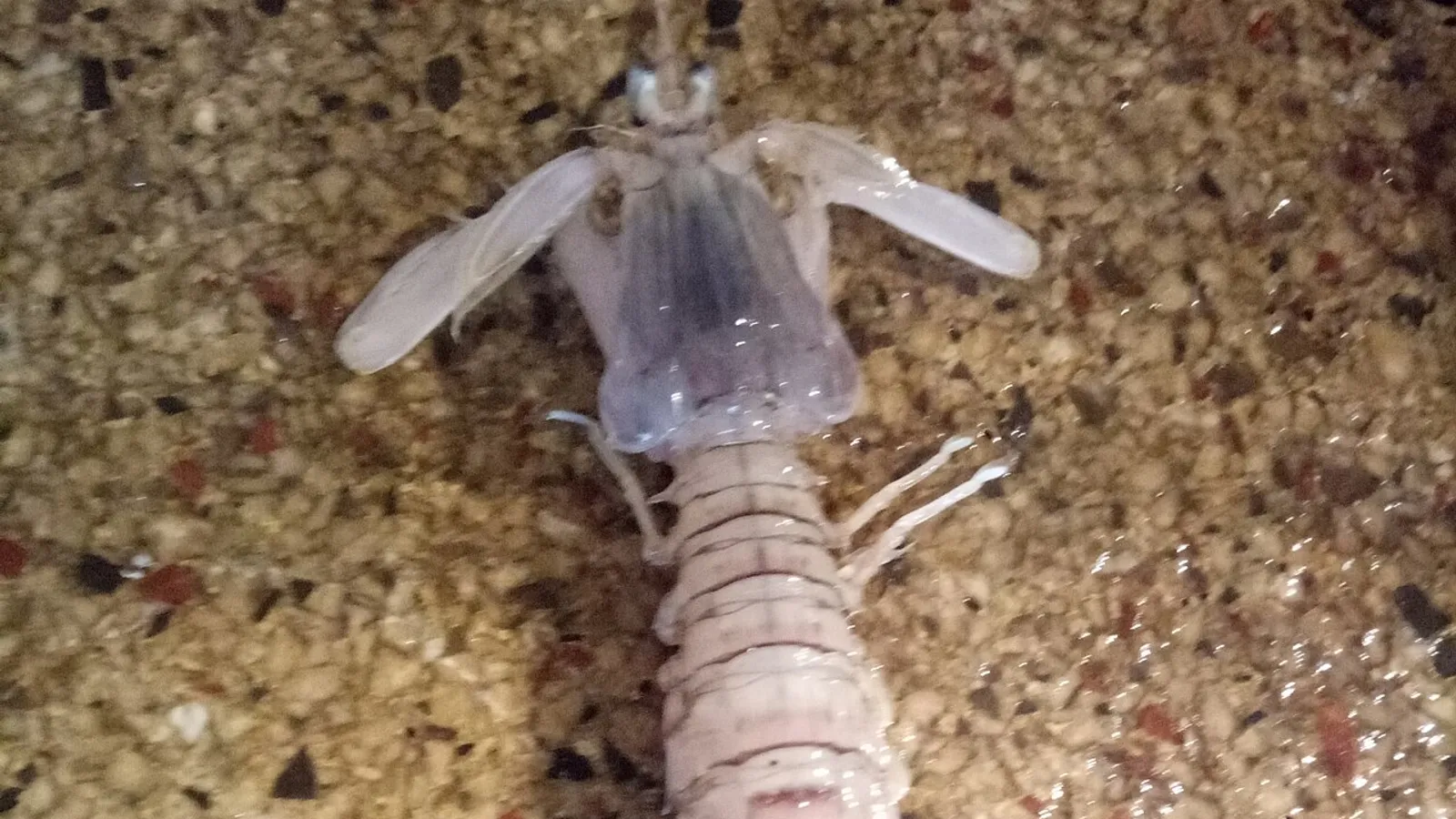 Canocchia (Squilla mantis)
