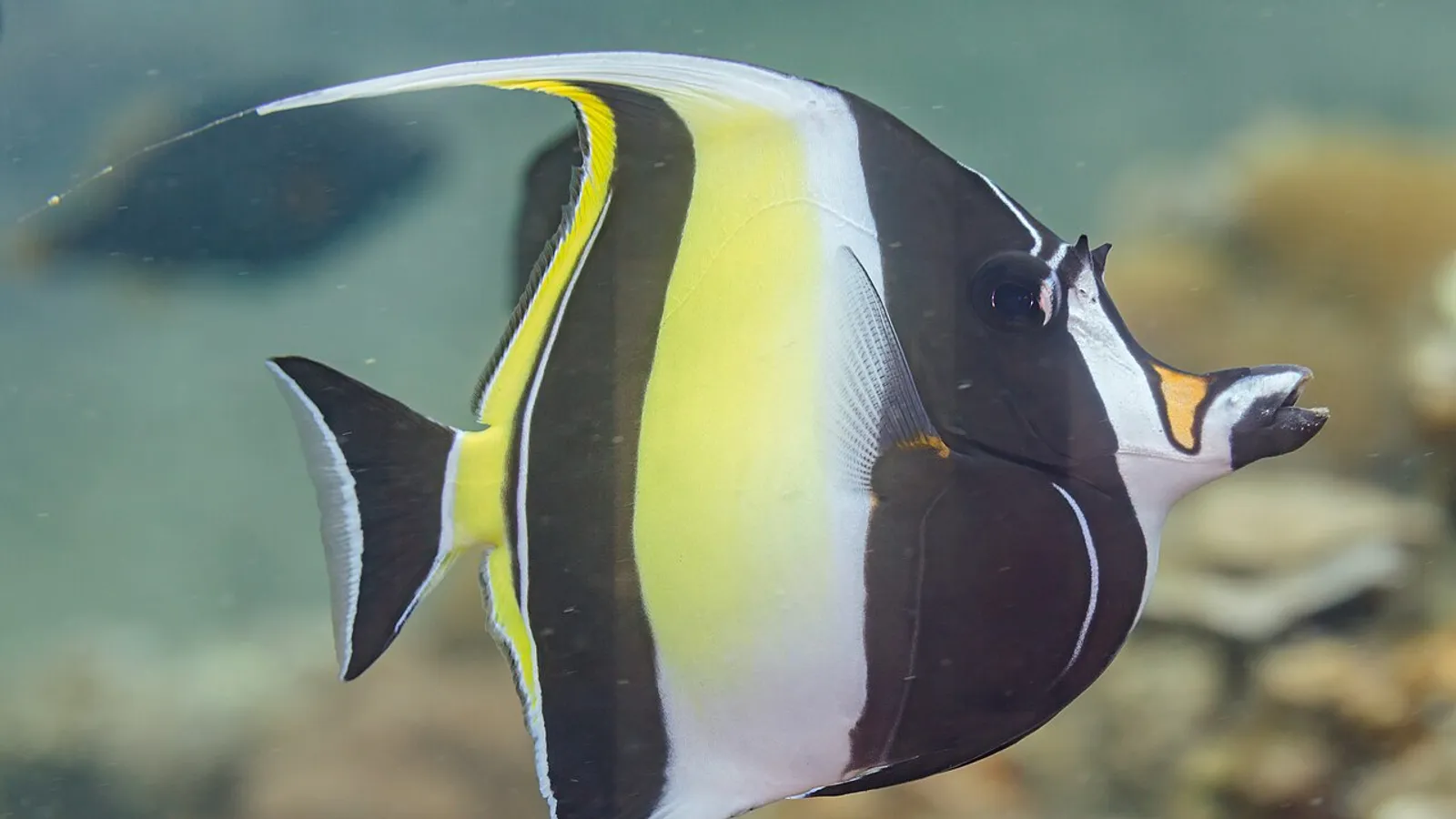 Pesce idolo moresco (Zanclus cornutus)