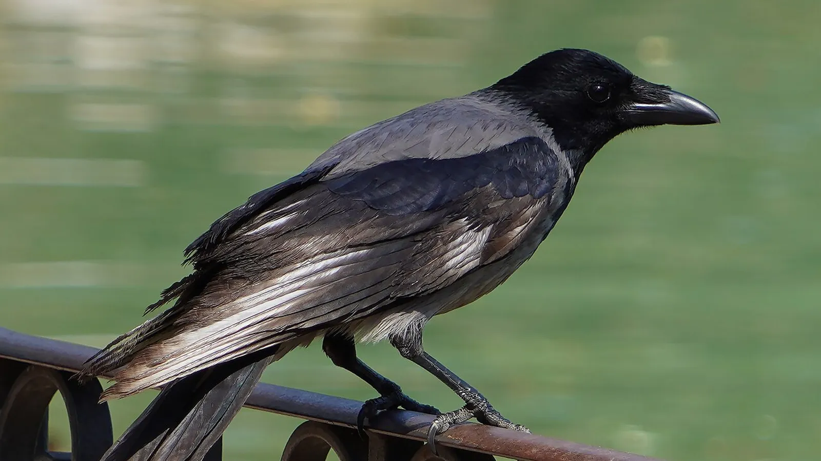 Cornacchia grigia (Corvus cornix)
