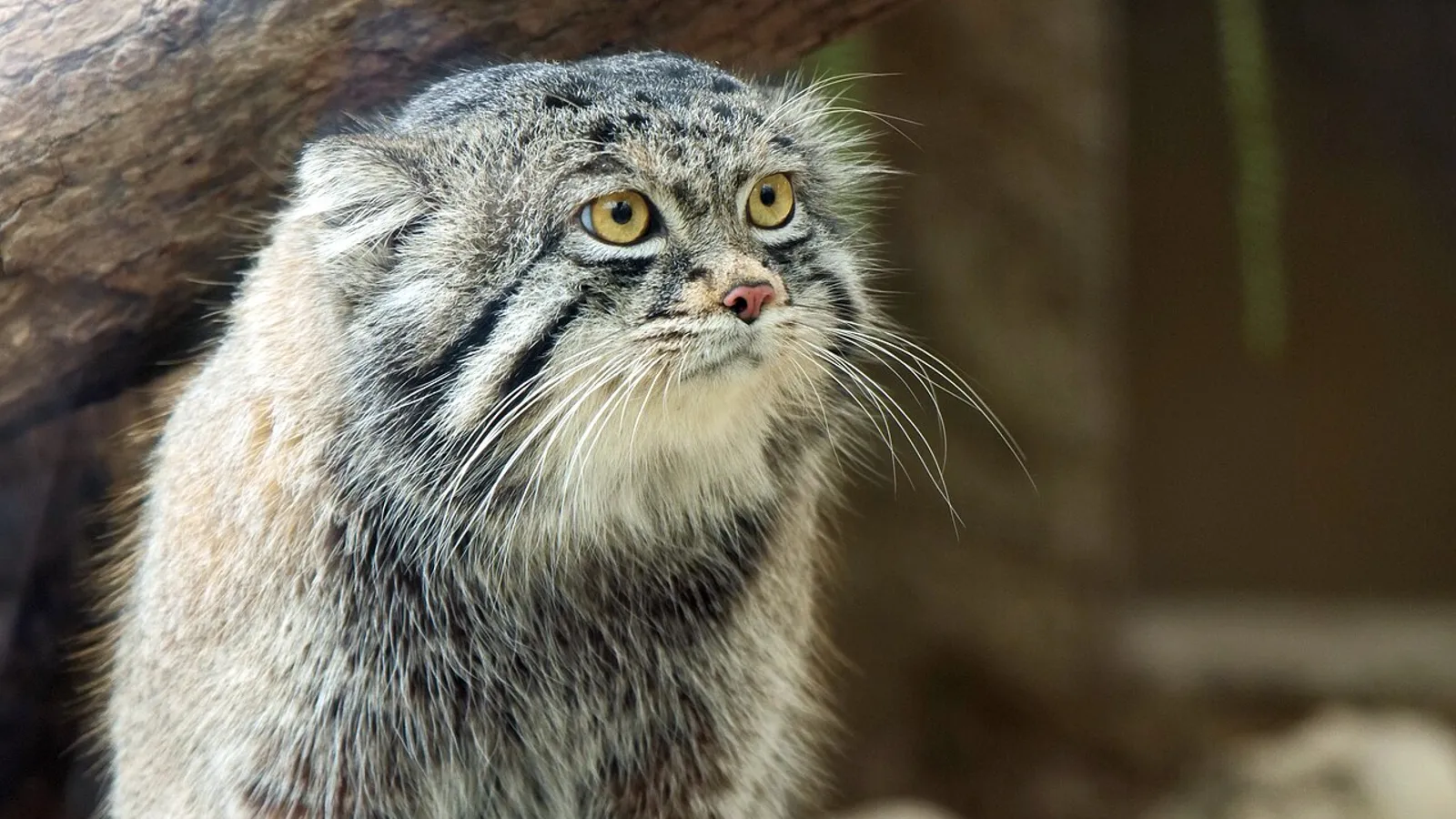 Gatto di Pallas (Otocolobus manul)