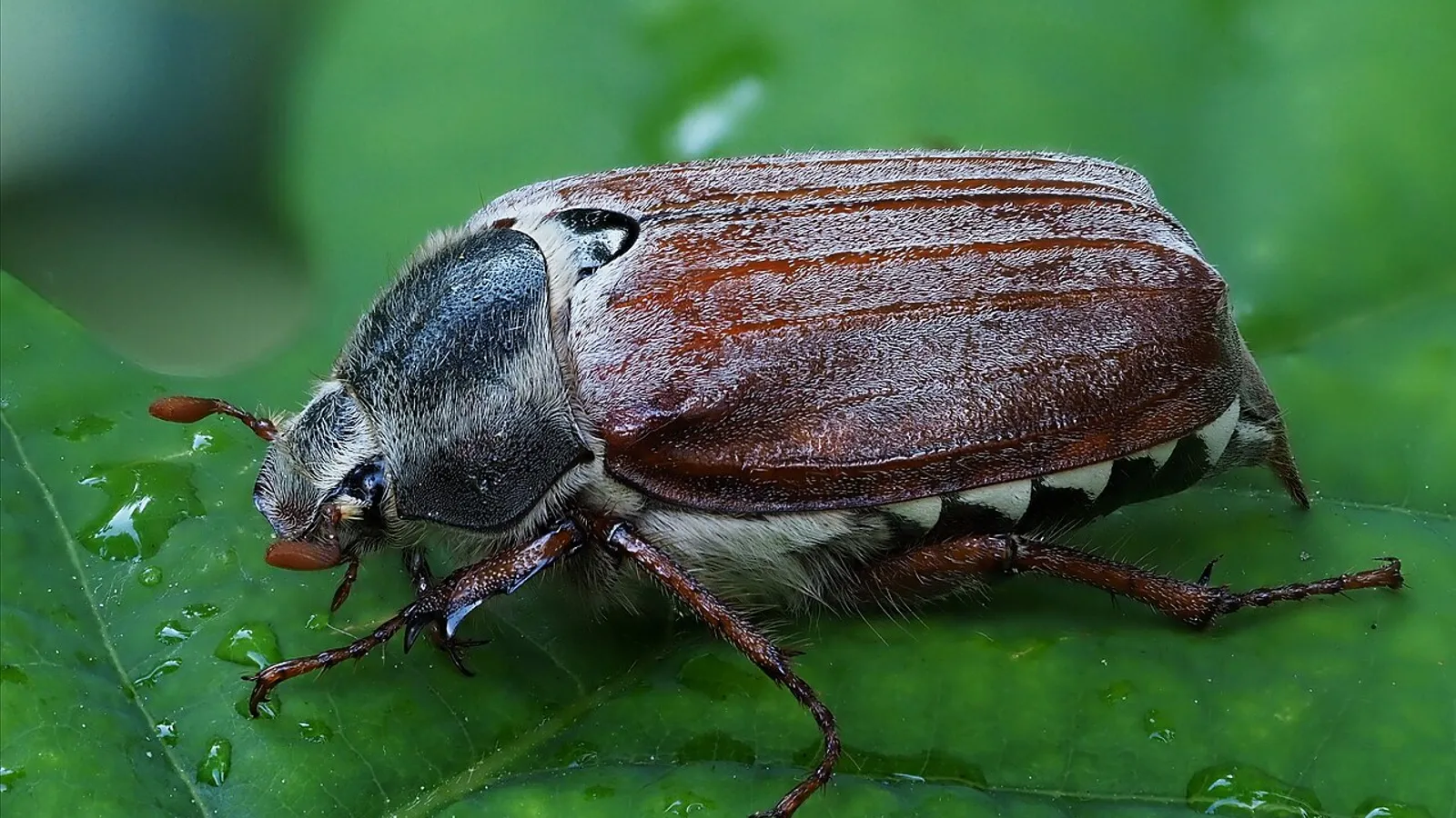 Cockchafer (Melolontha melolontha)