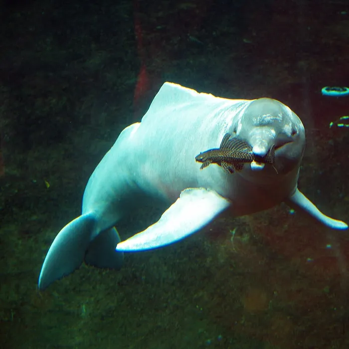 Amazon river dolphin (Inia geoffrensis)