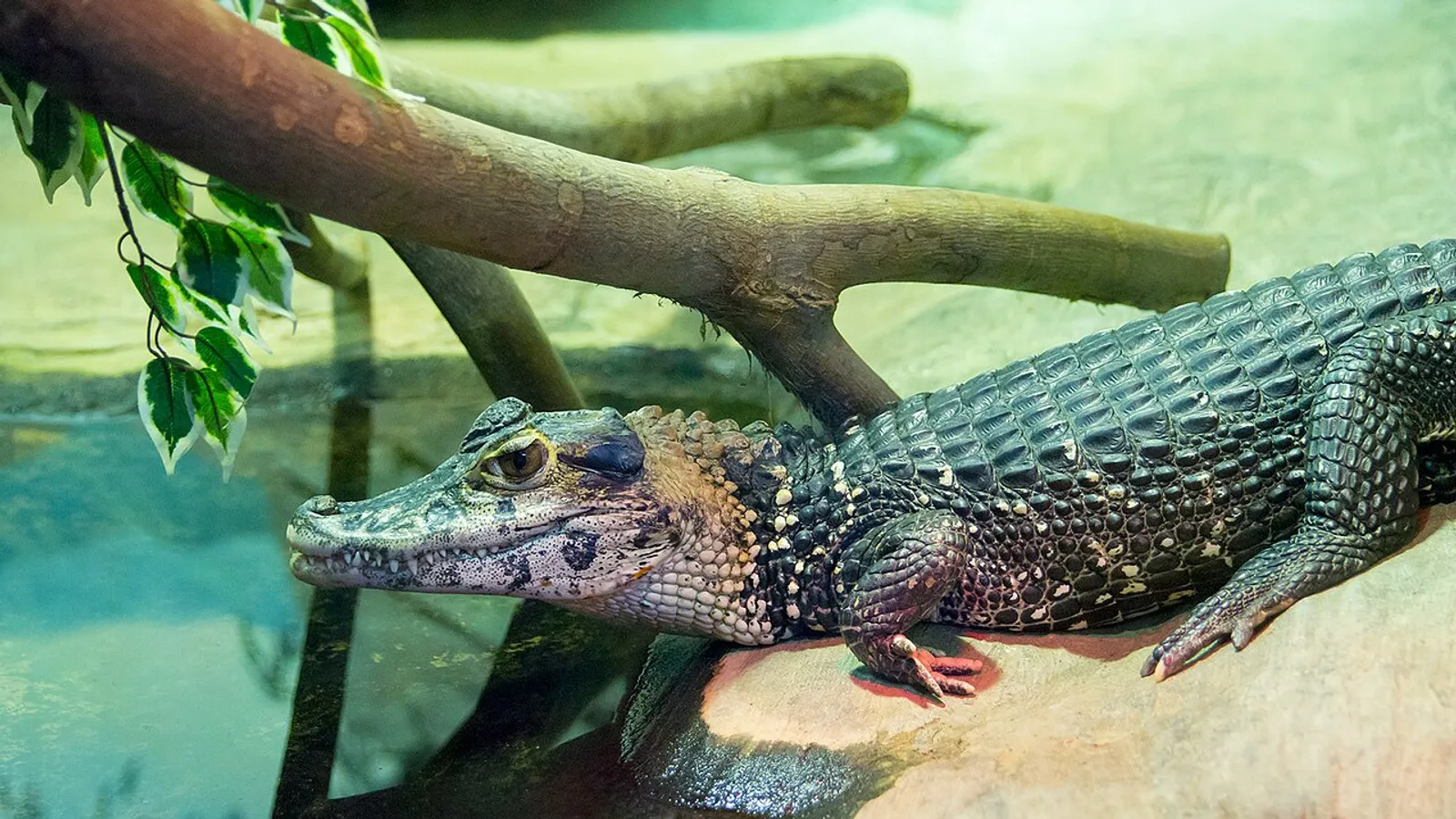 Caimano nero (Melanosuchus niger)
