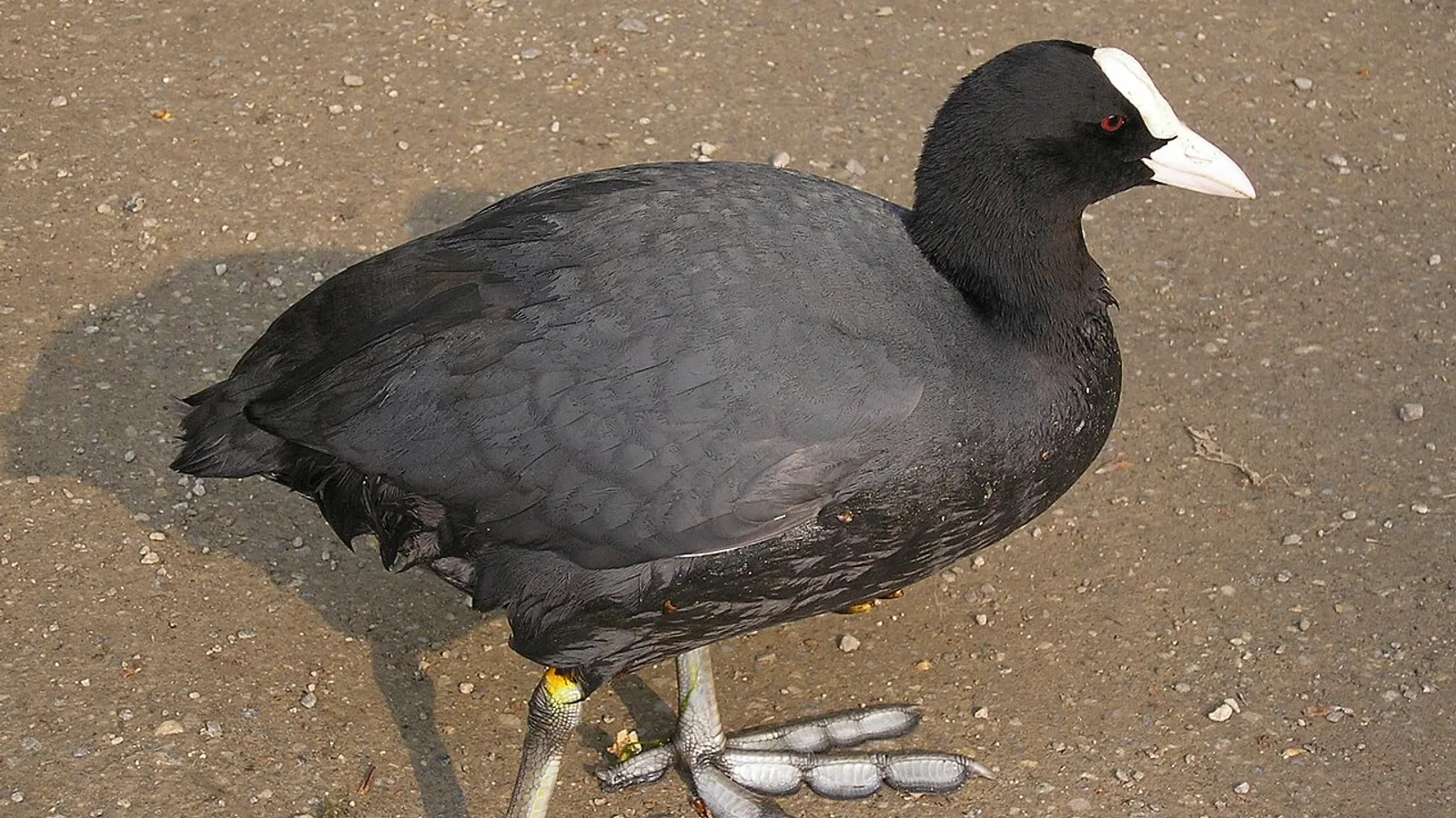 Eurasian coot (Fulica atra)