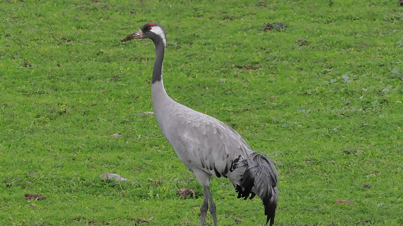 Common crane (Grus grus)