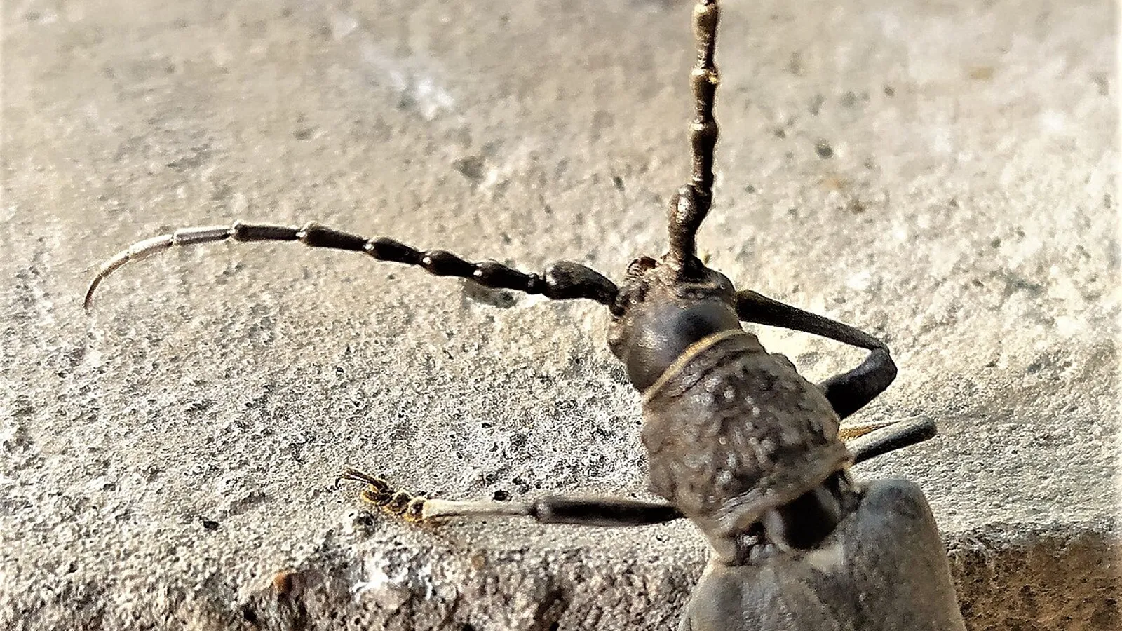 Cerambice della quercia (Cerambyx cerdo)