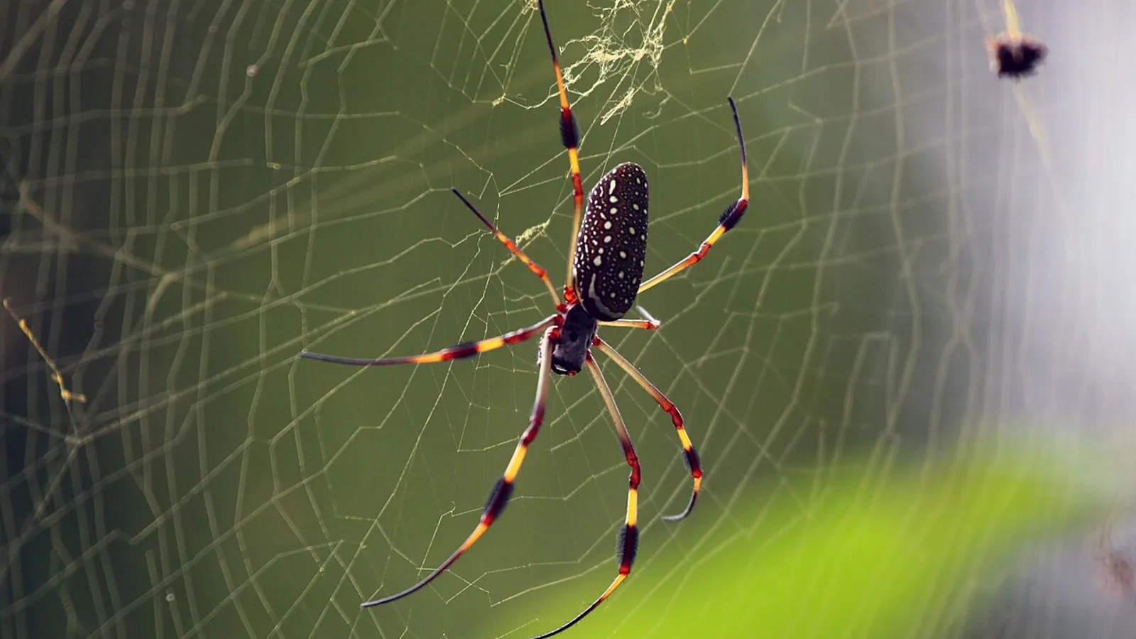 Ragno tessitore d’oro (Trichonephila clavipes)
