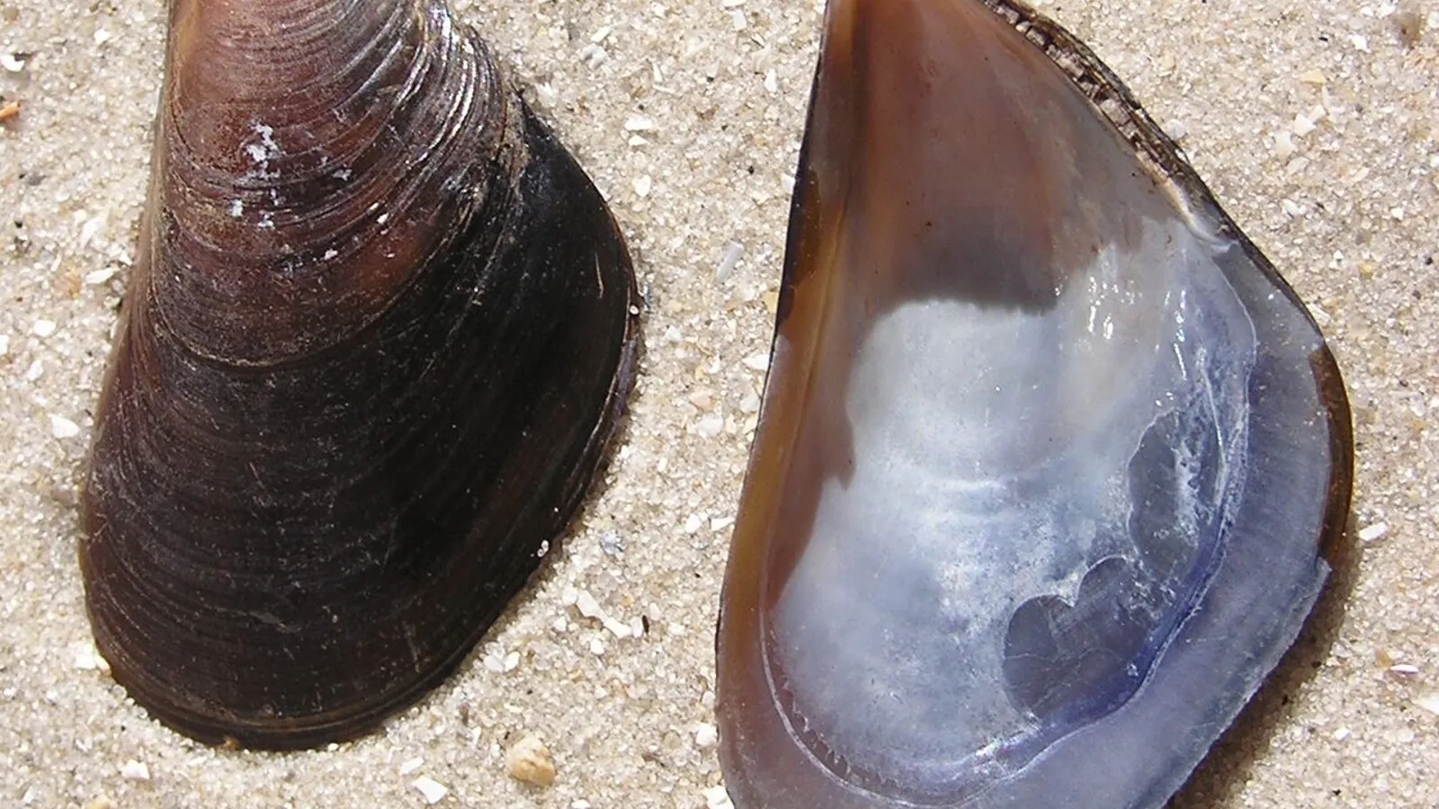Cozza mediterranea (Mytilus galloprovincialis)