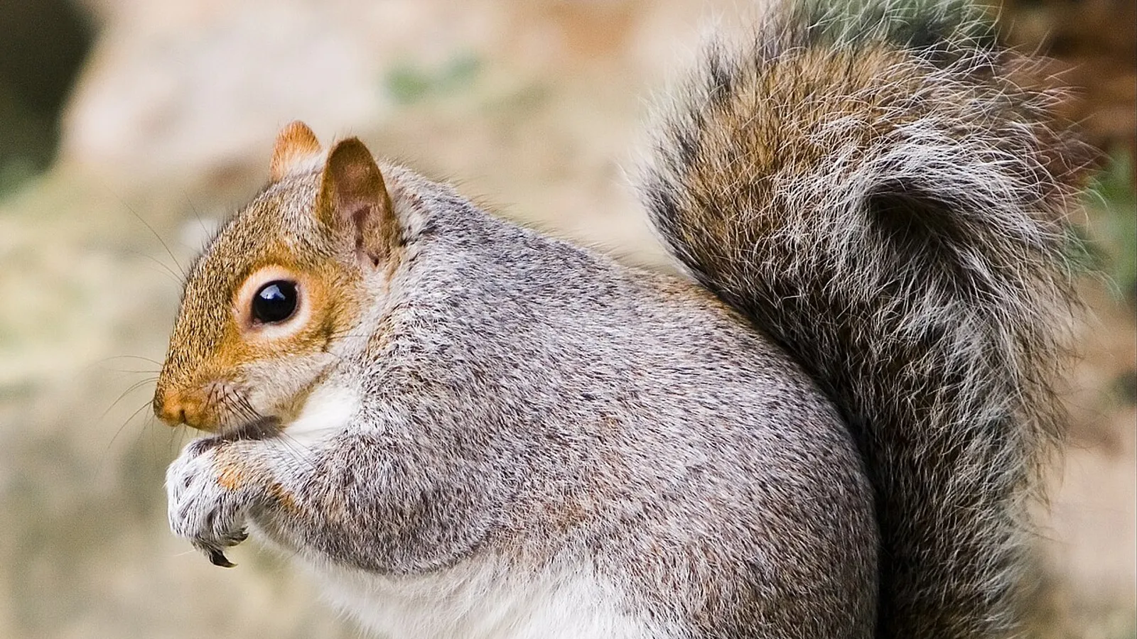 Scoiattolo grigio (Sciurus carolinensis)