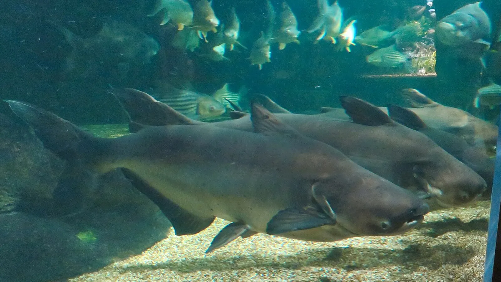 Pesce gatto gigante del Mekong (Pangasianodon gigas)