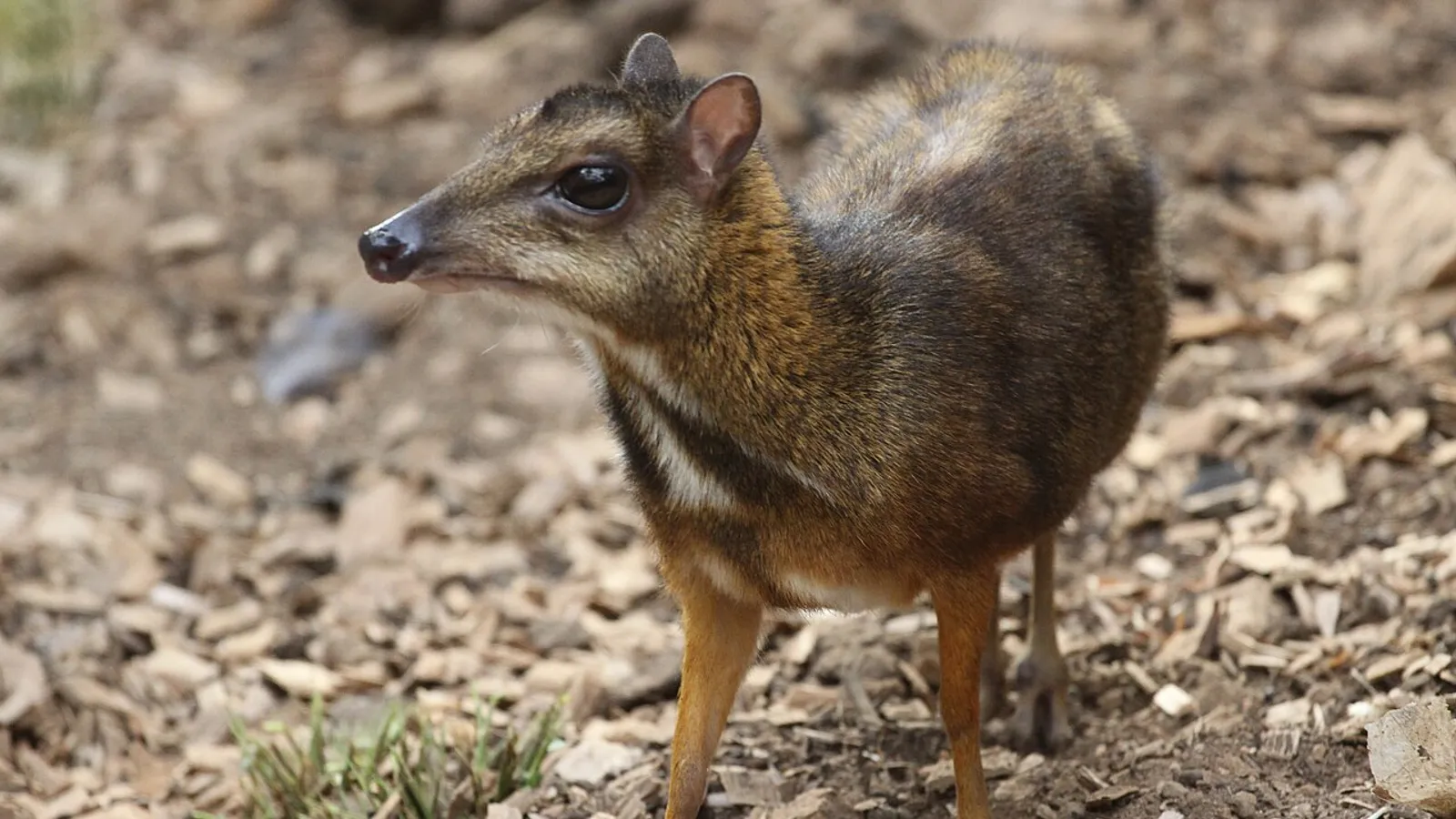 Tragulo di Giava (Tragulus javanicus)