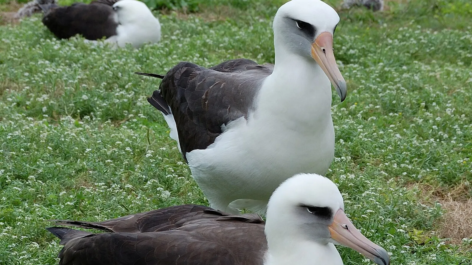 Albatro di Laysan (Phoebastria immutabilis)