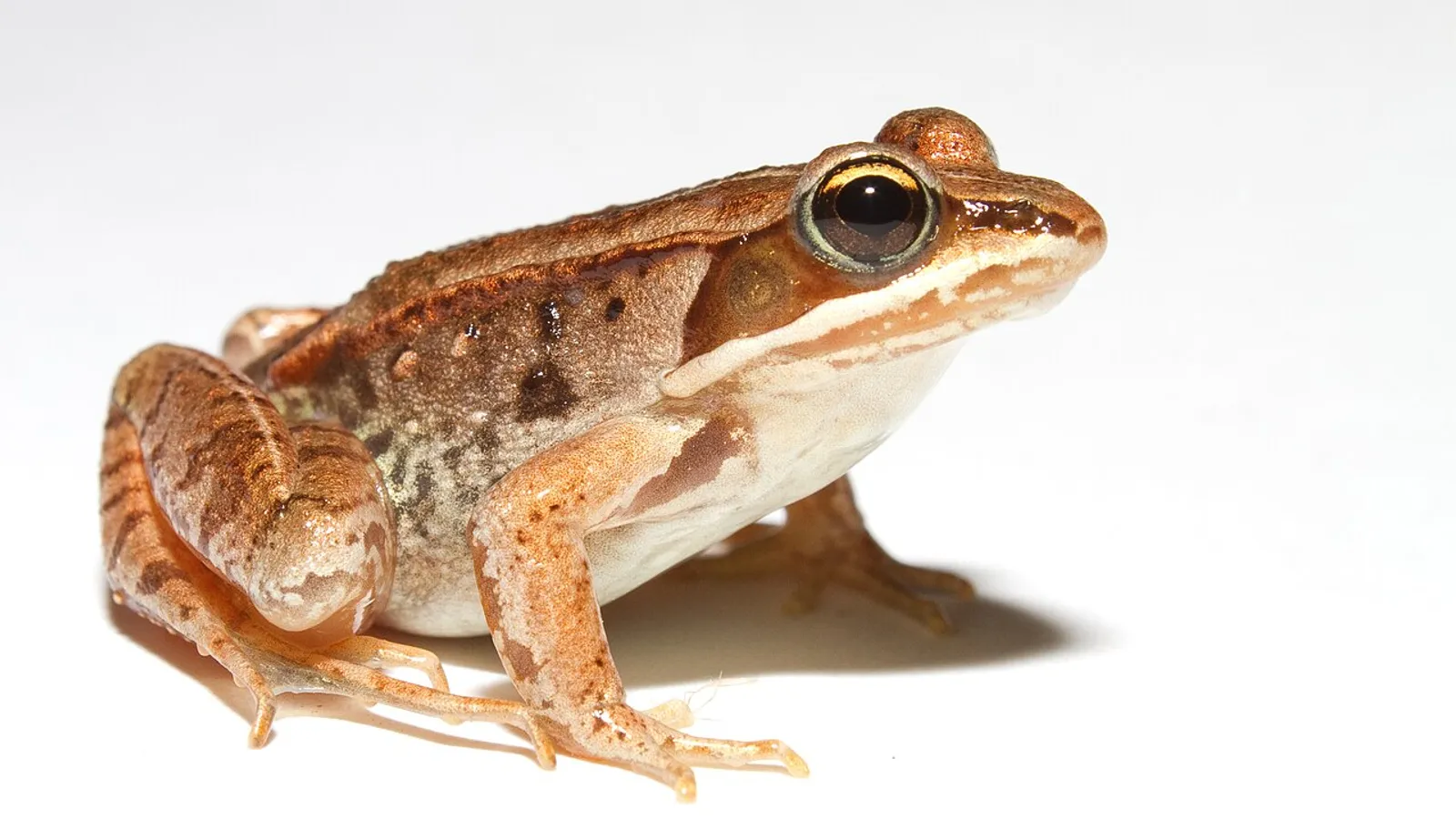 Rana dei boschi (Lithobates sylvaticus)